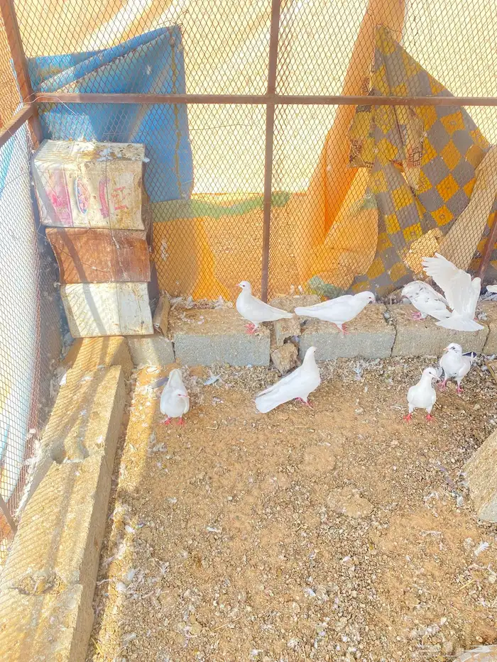 حمام فرنسي 4