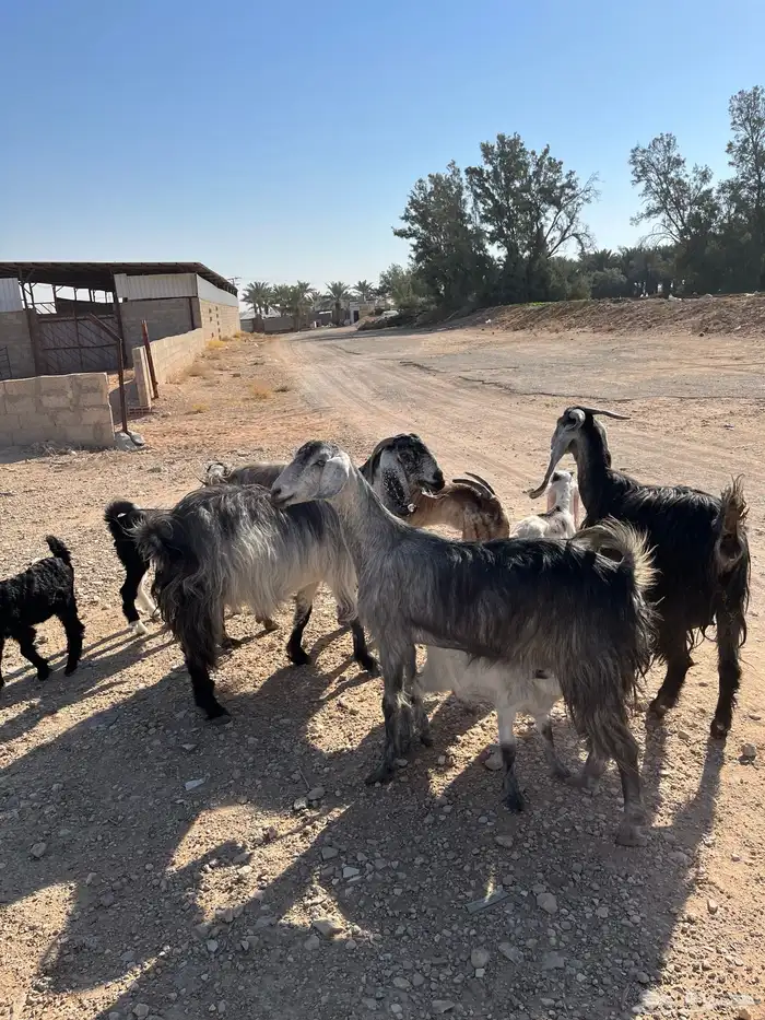 معزا خلفات متابيع مشاريك عوراض شاميه خلفه متبع 3