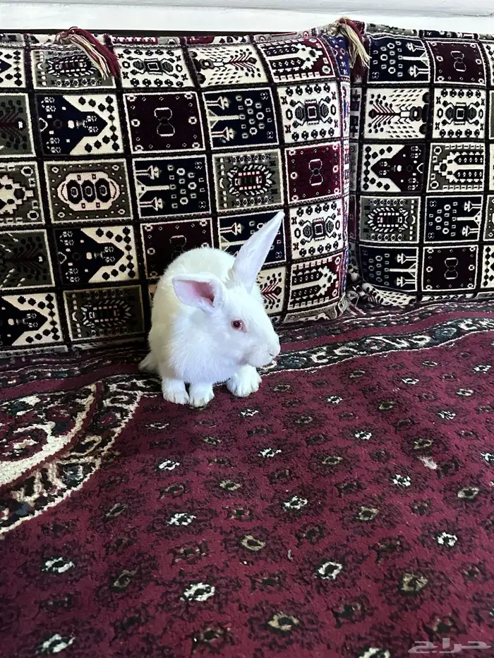 ارانب بلدي جوز 9