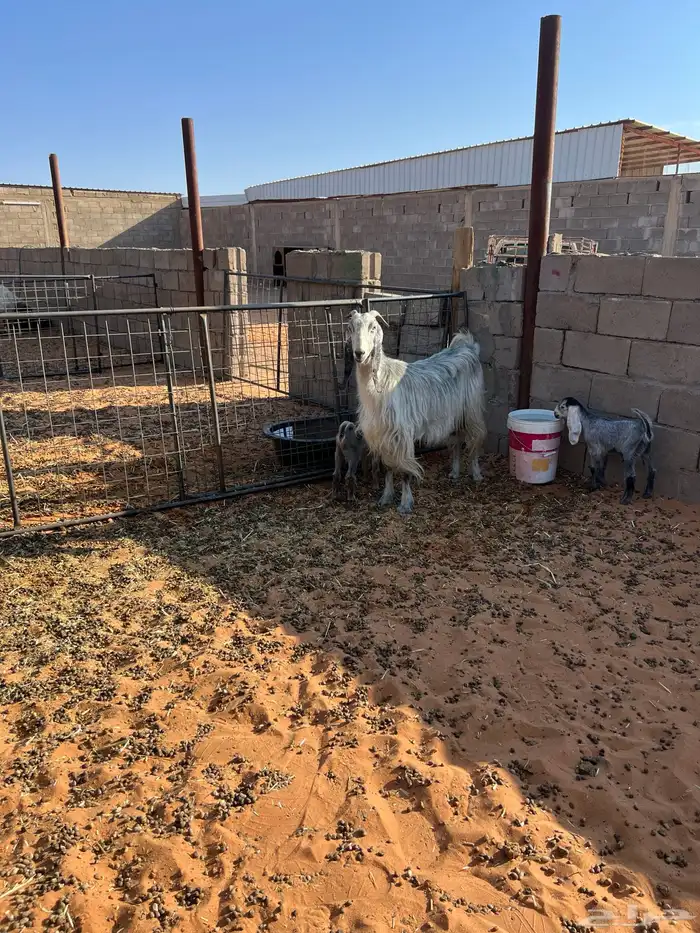 عنز تامه توم جفره وتيس روم شرط سن وديد وروم 2