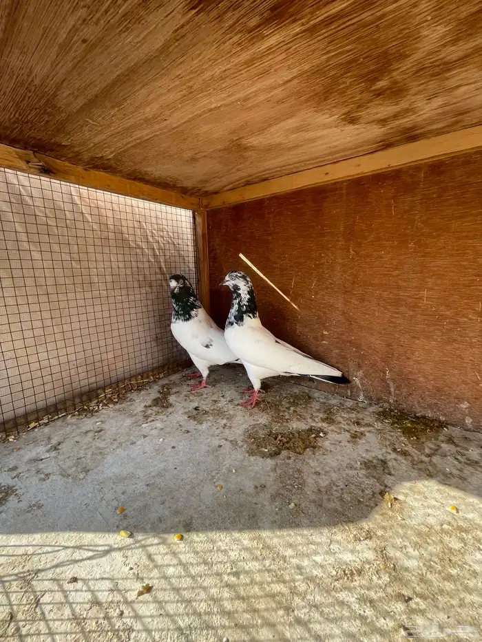 زوج باكستاني منتج 5