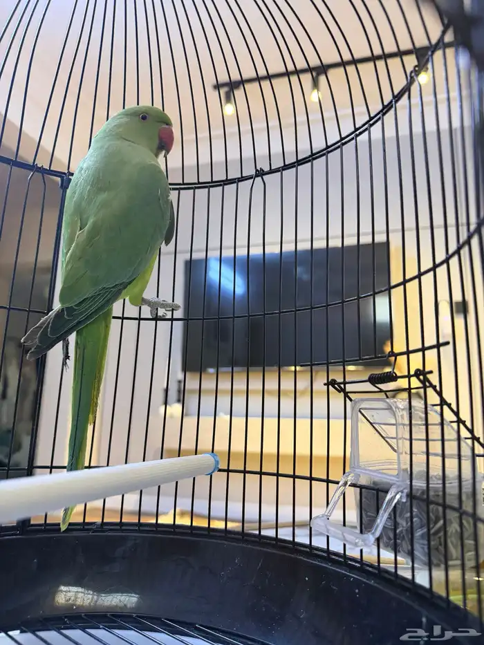 طير دره نظيف وصحته ممتازة للبيع 0