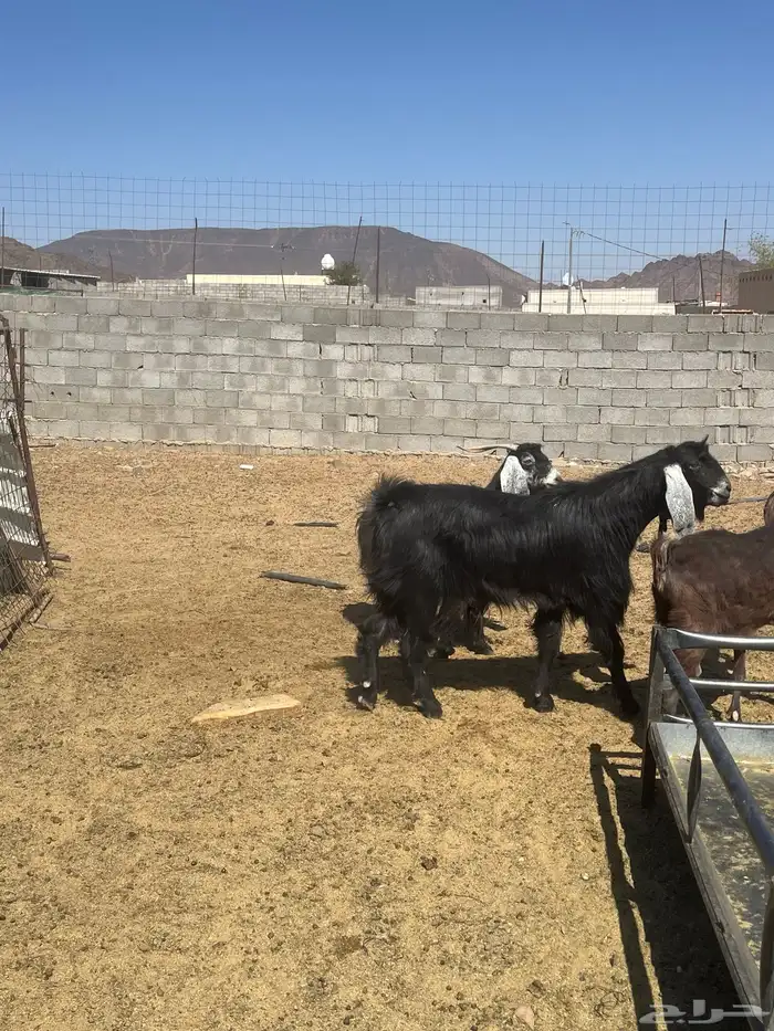 تيس عارضي فحل 1