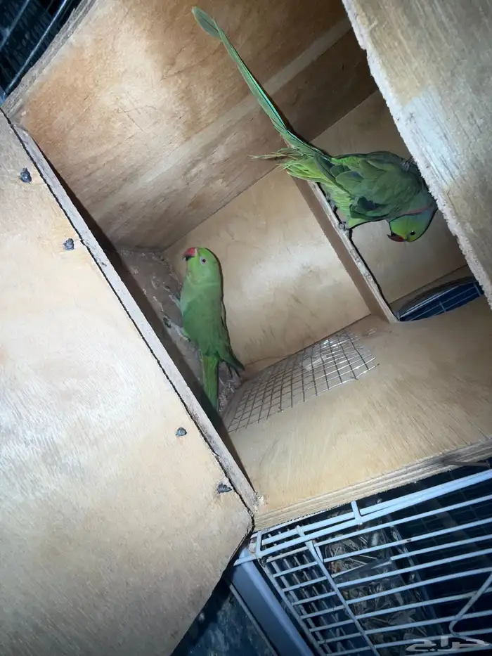 جوز دره جاهز للانتاج 0