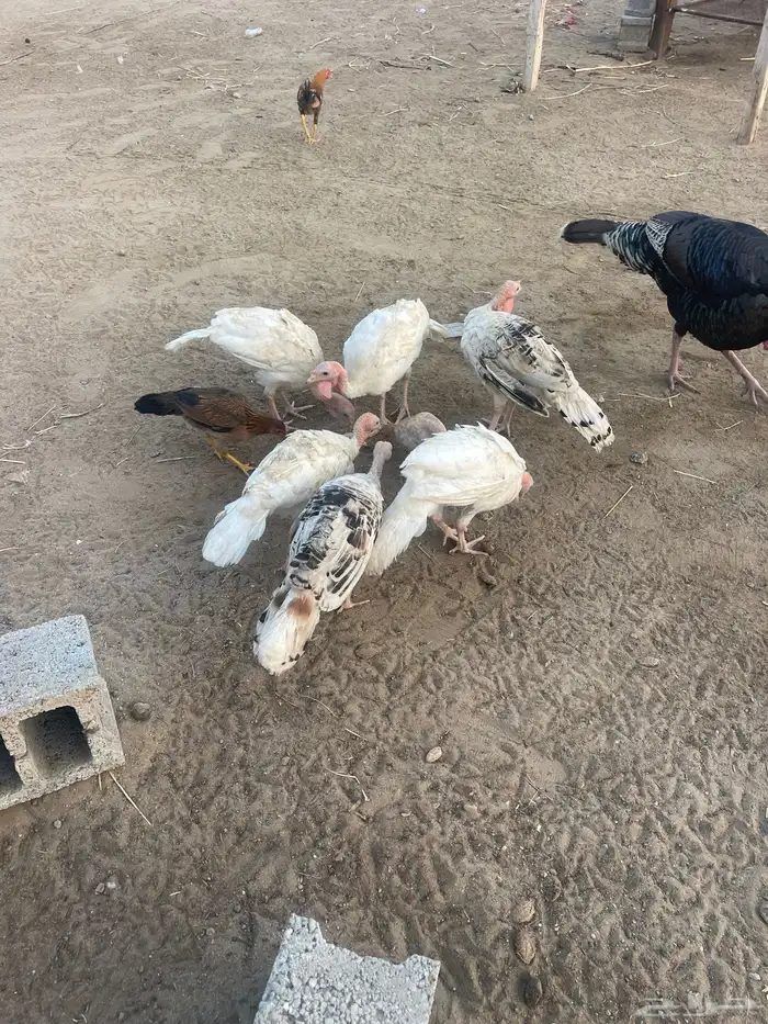 دجاج روامي فروخ عمارها 3شهور 2