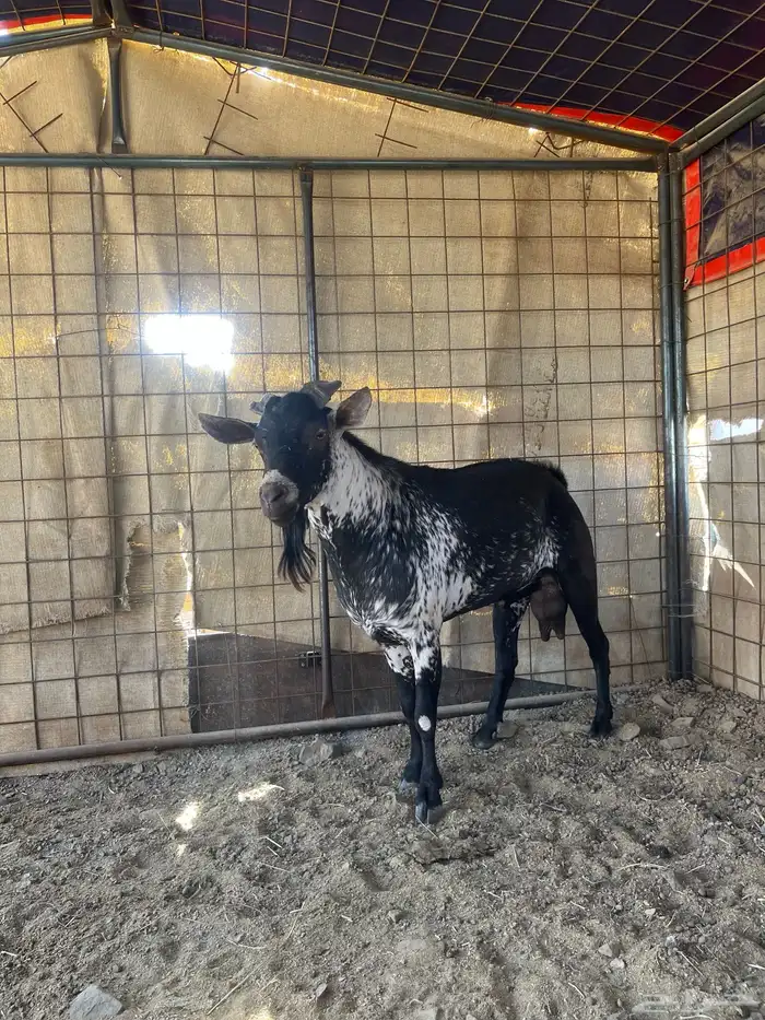 تيس فحل جنوبي 1