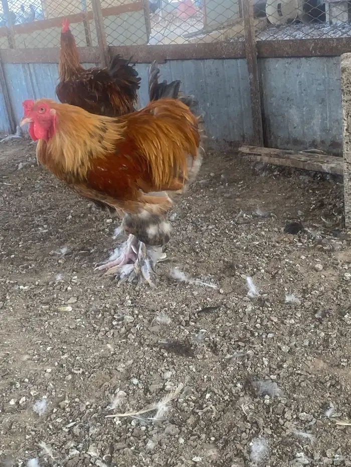 ديوك للبيع 5