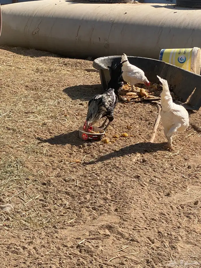 ديوك بلدي للبيع 5