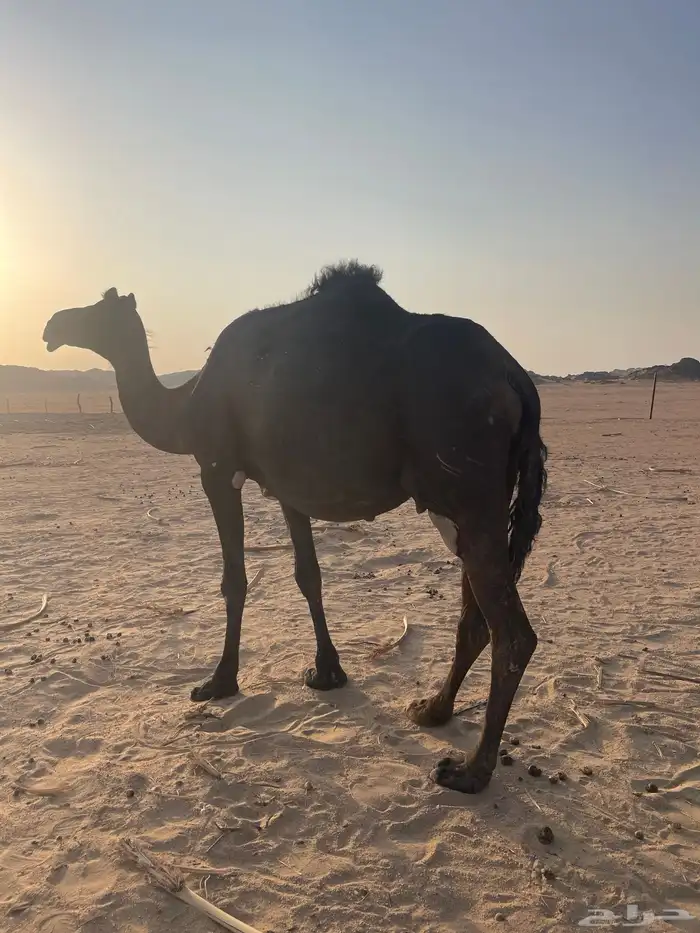 القحات تنتج 5