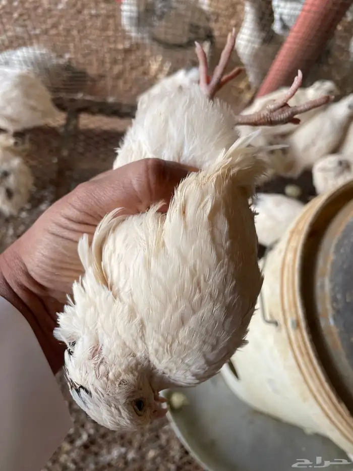 بيض سمان تكساس 1