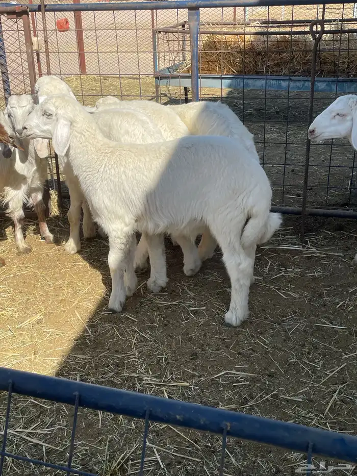 بهم حري وتيوس 17