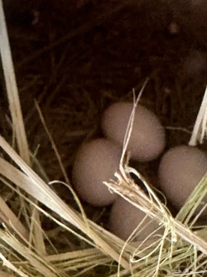 روز عيون حمر منتج 6