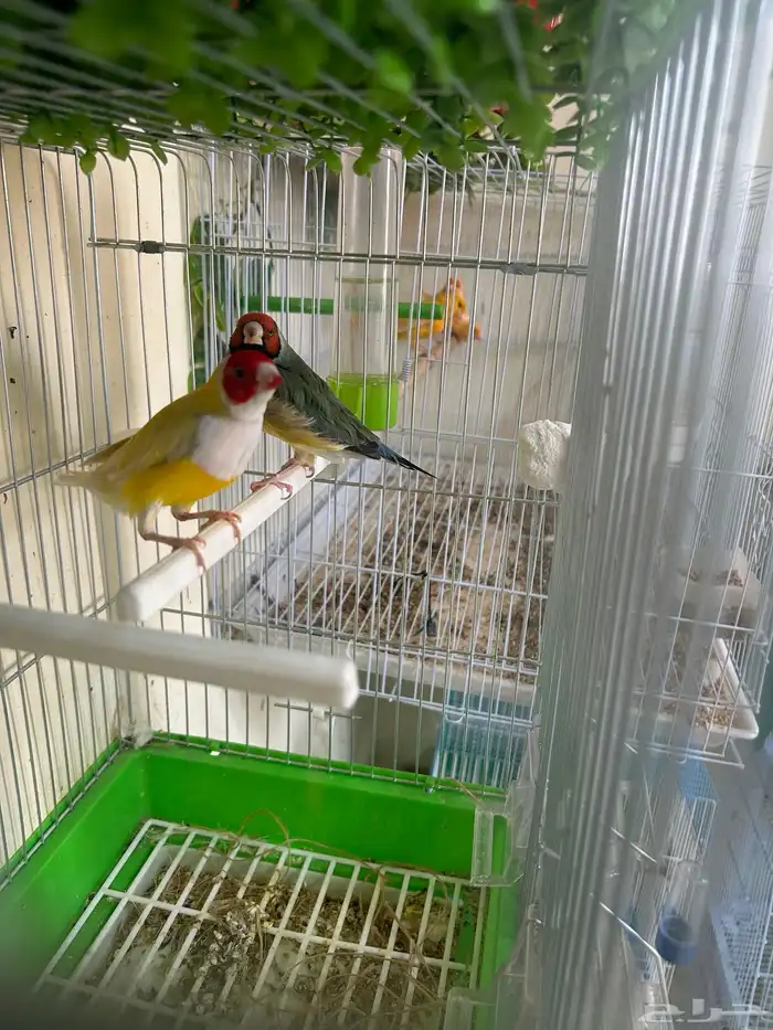 جوز قولدن فنيش 0