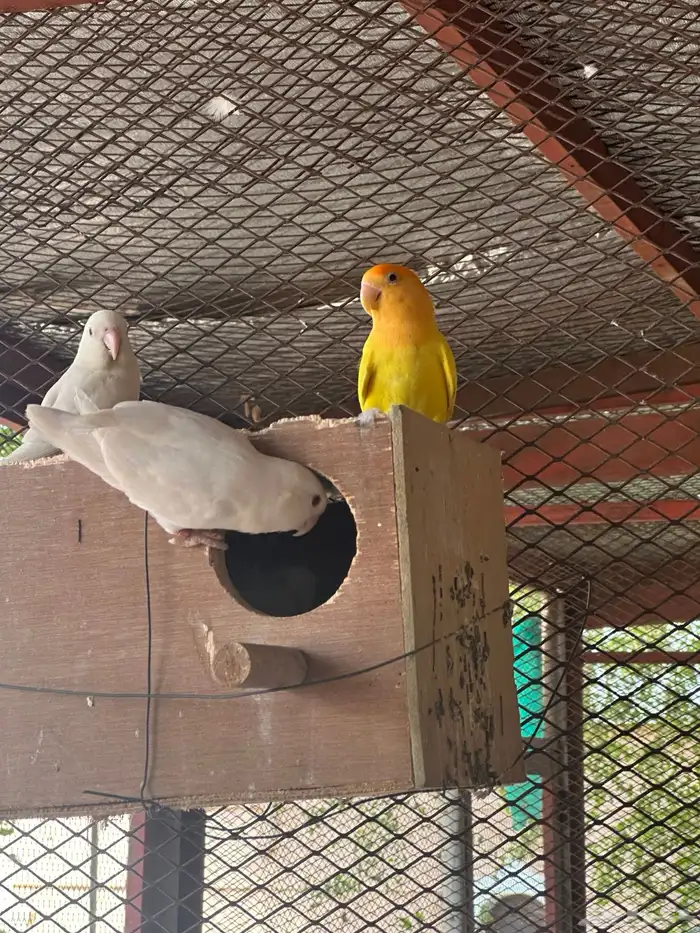 روز عيون حمر منتج 2