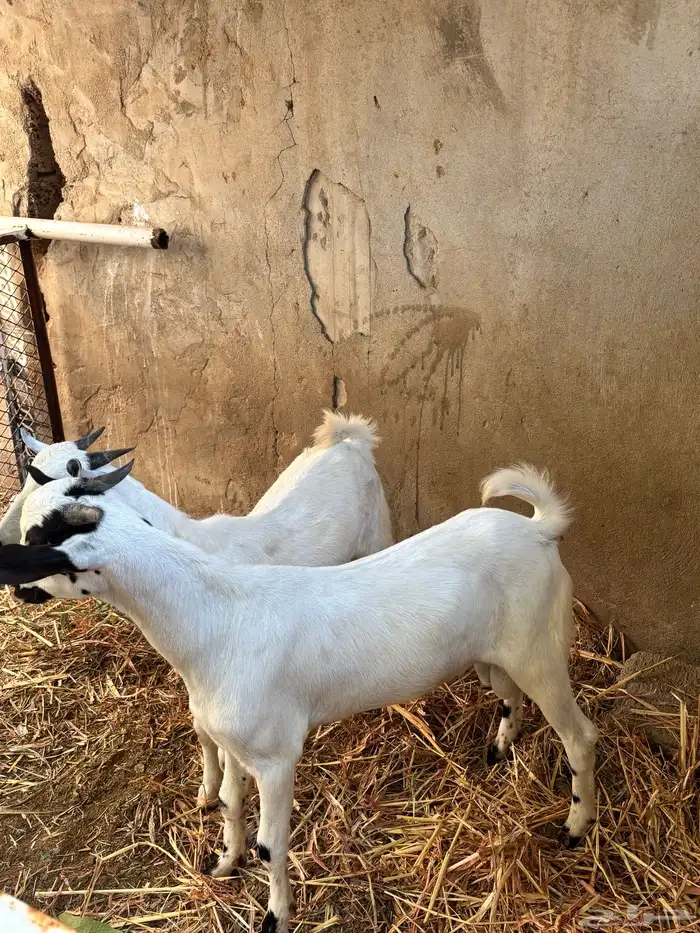 2تيوس ألموقع(بيش) 1