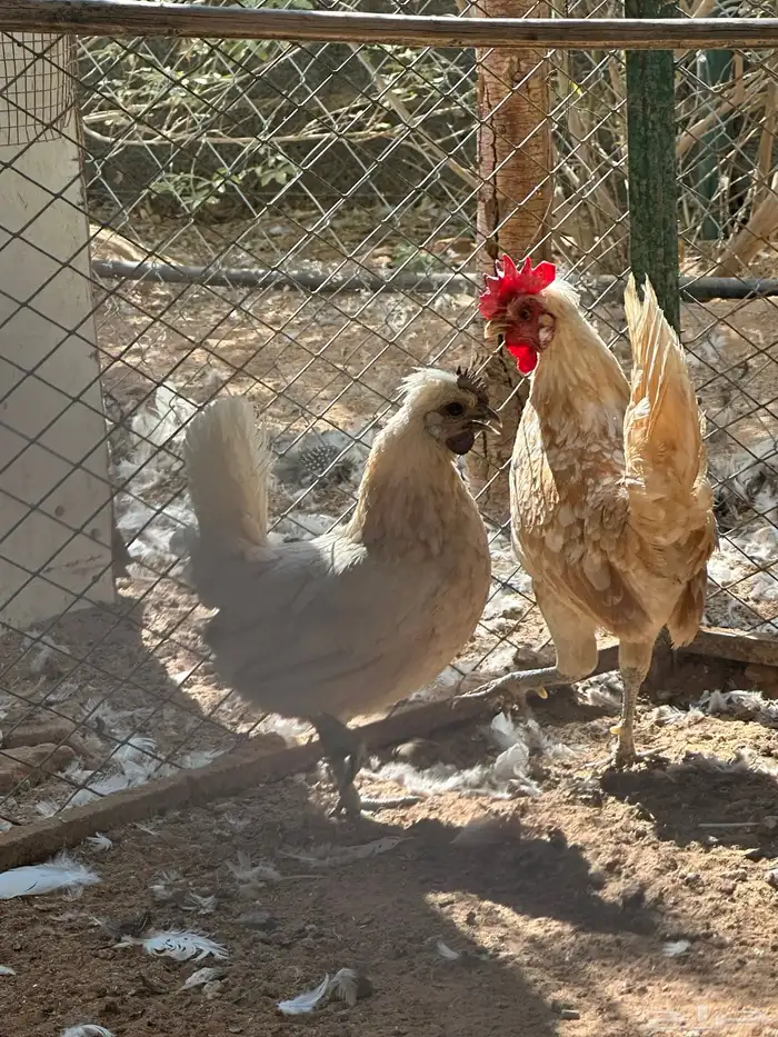 دجاج حبحب كويتي 1