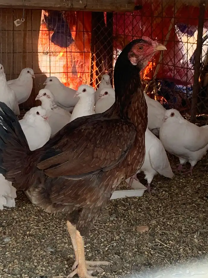 البيع دجاجه باكستاني 3