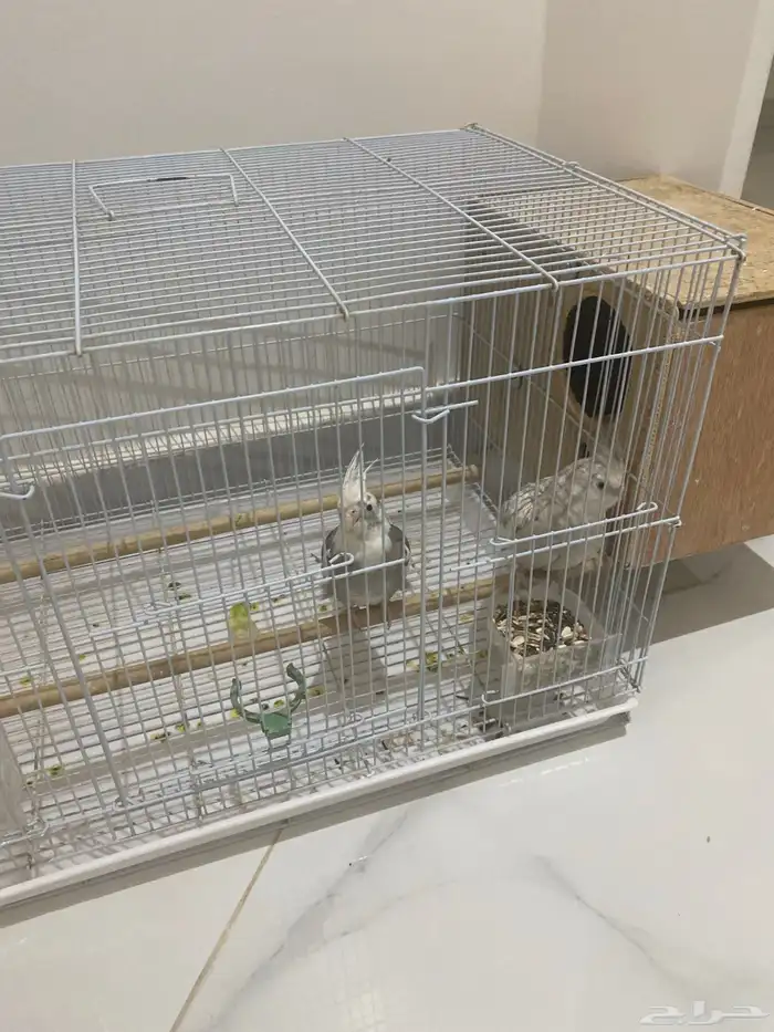 زوج كروان نوع هولندي المعلومات تحت 1