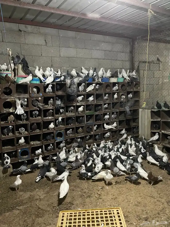 للبيع حمام مشكل العدد تقريبا 210 حبه 0