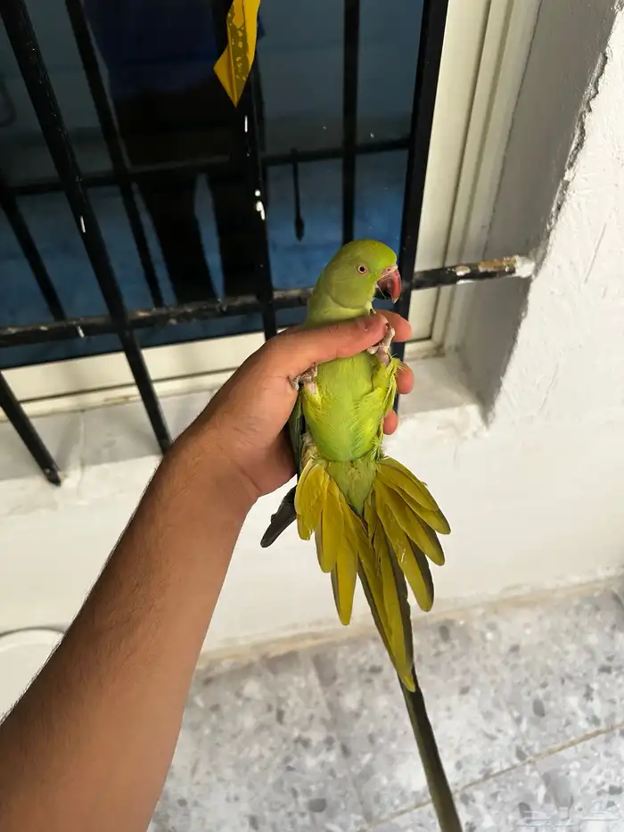 انثى دره اليفه و هدد مزاجي و متكلمه في الوجه 4