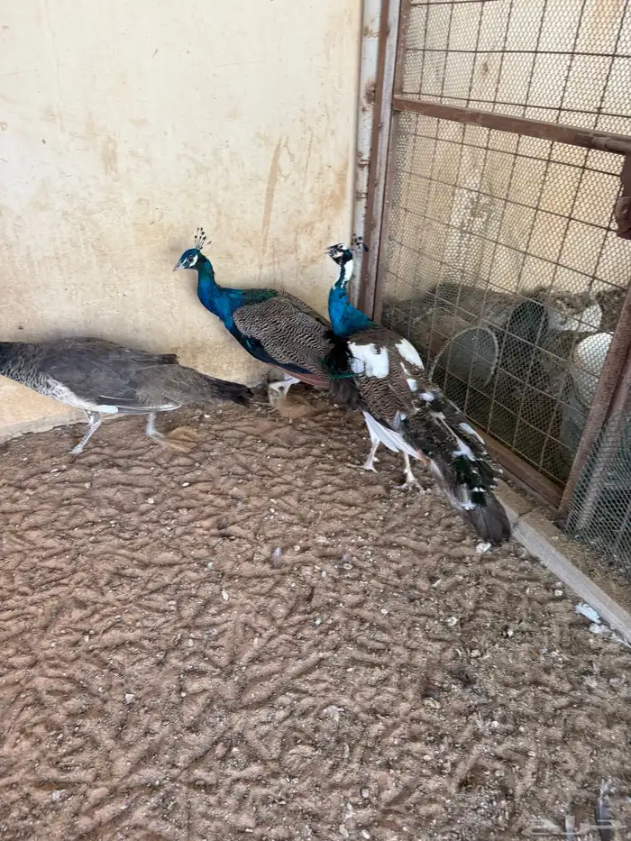 دجاج عربي وفيومي وحمام رقاصي للبيع 2