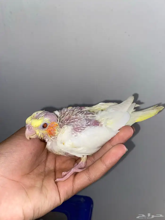 فرخ كروان لاتينو عيون حمر 0