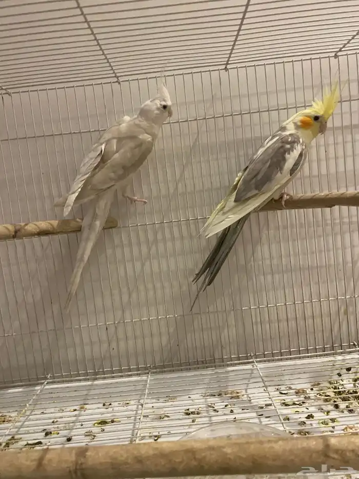 زوج كروان نص ولافه منتج 6