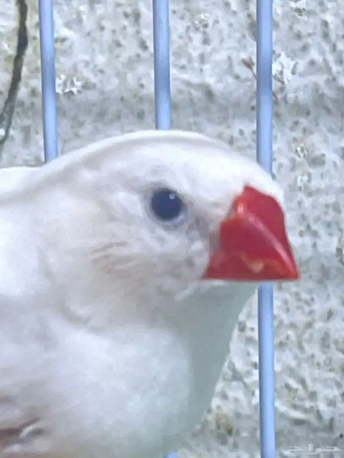 اسلام عليكم ورحمة الله وركاته عندي ثنين زيبرا نضيفين جدااا 2