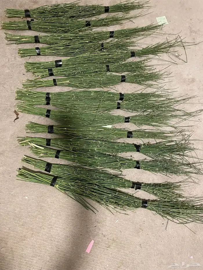 مرخ جديد وطازج 7