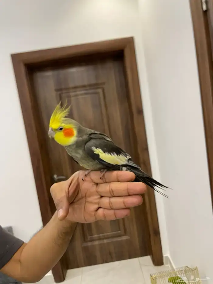 بغباء كروان و الدره 1