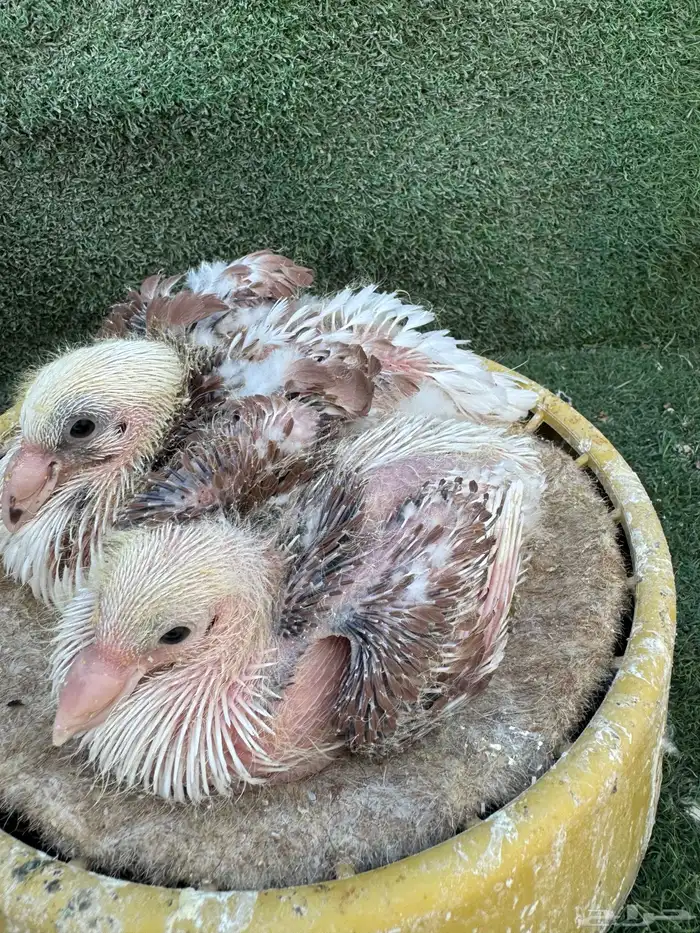 جوز مكتف فاخر 4