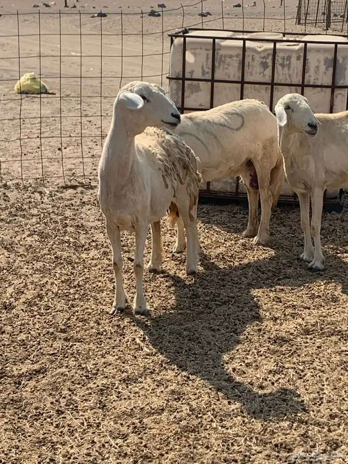 للبيع غنم حريات صنف ورخله والد 7