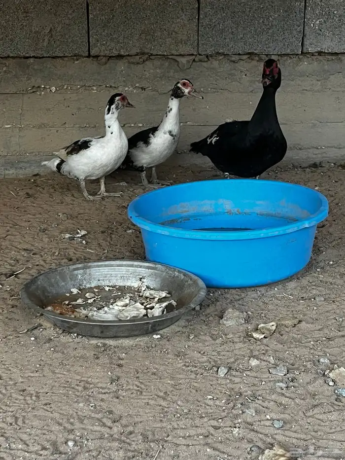 للبيع بط بح 2