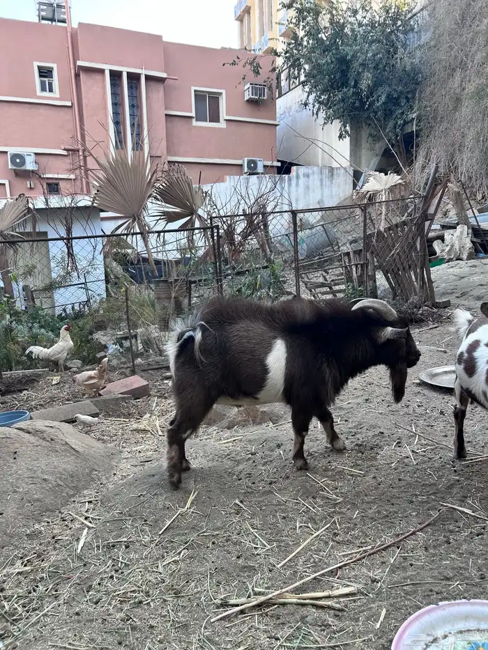 فحل قزمي ثني 1