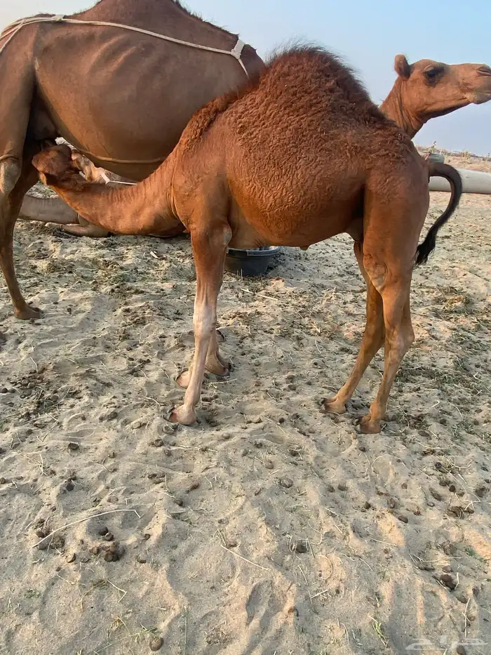 قعود للبيع تم البيع 1