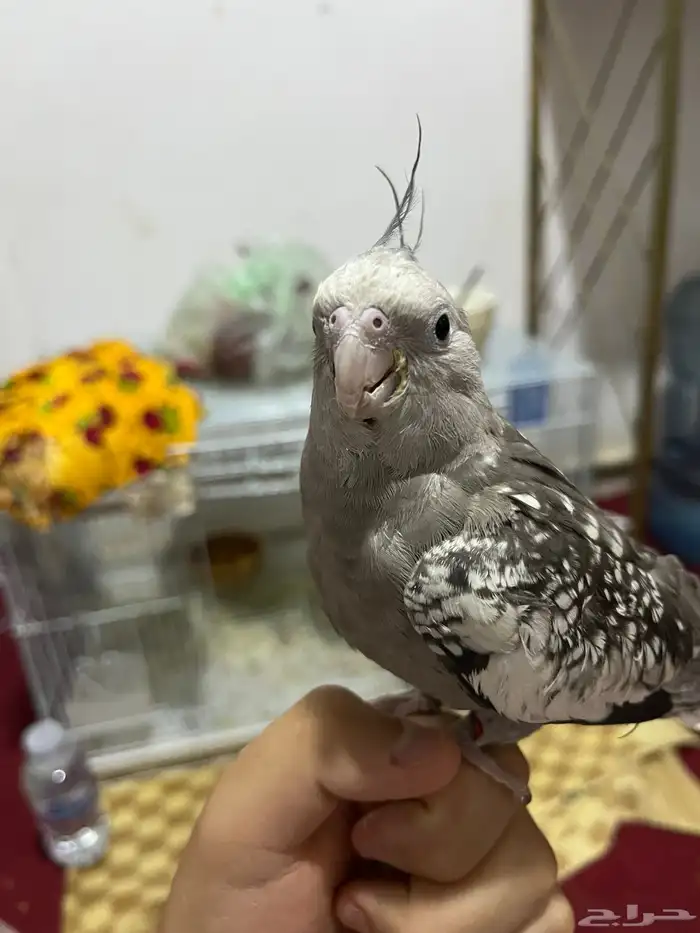 بغبغاء كروان 0