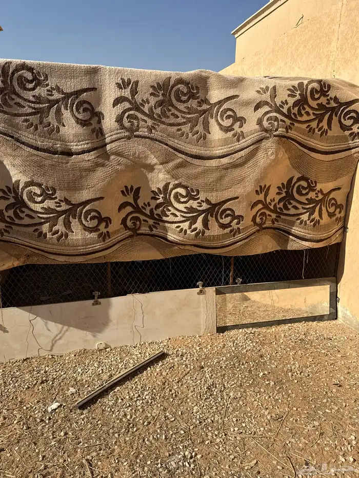 دجاج وديكه العمر ثلاث شهور يزود او ينقص العدد وشبك للبيع 2