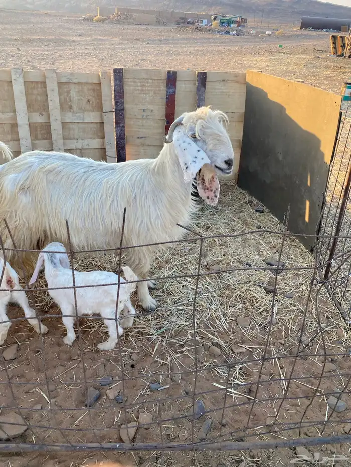 معزاء موليد. 1