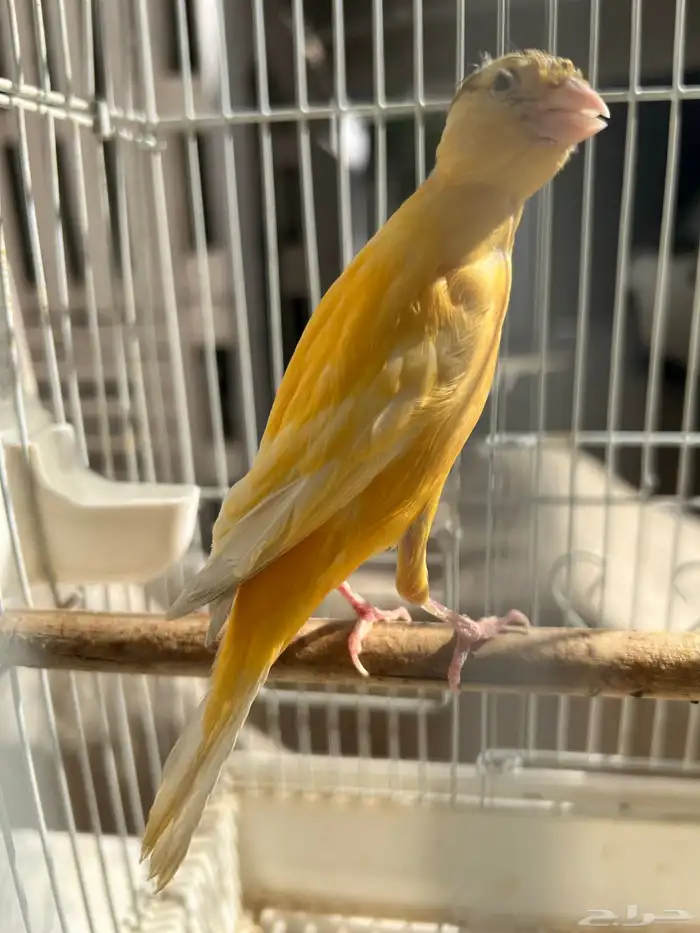 انثى كناري سوري جاهزة(تم البيع) 4