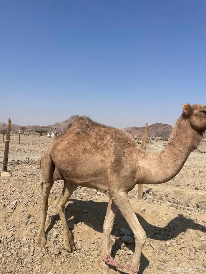 ناقه للبيع 2