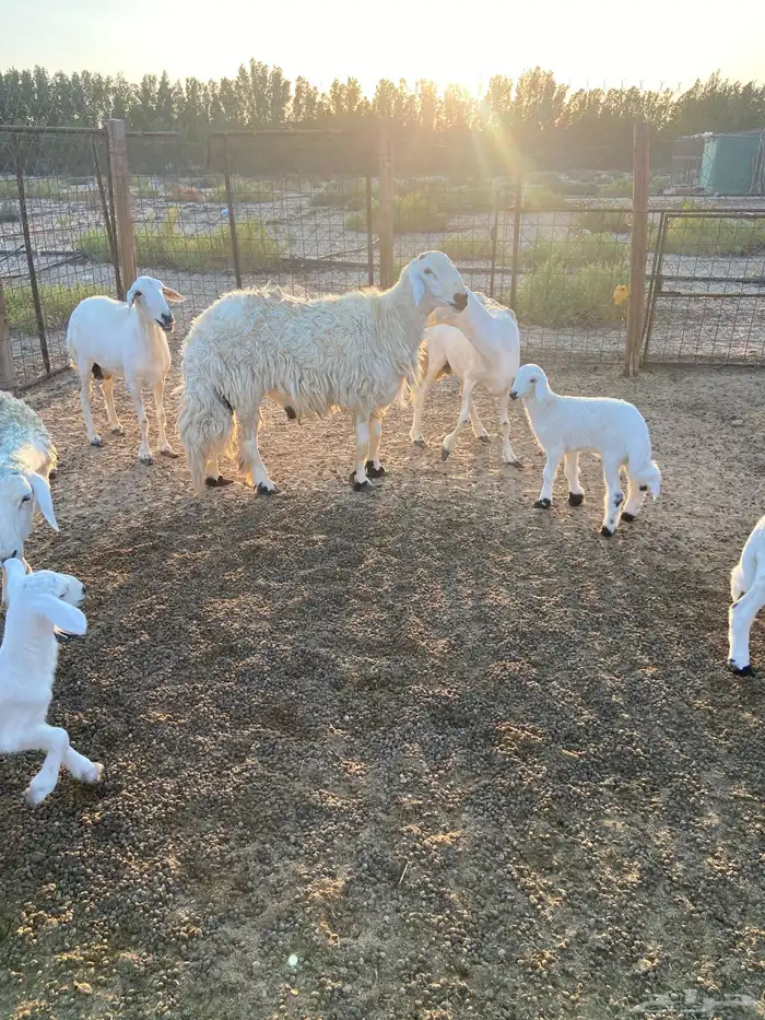 خروف حري فحل شرط القريع 0