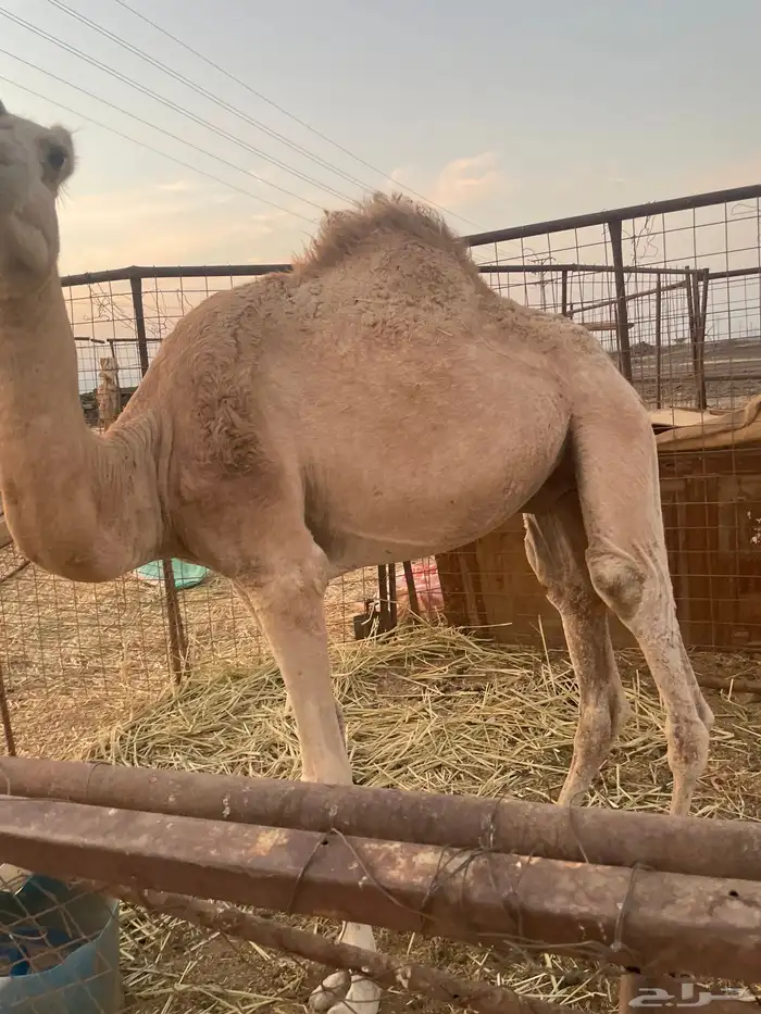 قعود. نضيف. وسمين. 3