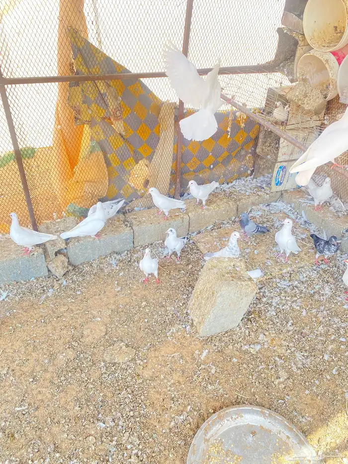 حمام فرنسي 7