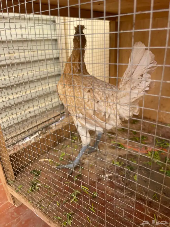 دحاجه عربي العمر 7شهور 0