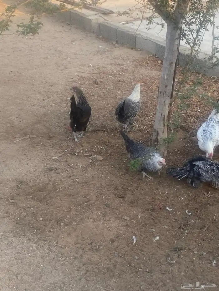 دجاج فيومي 0