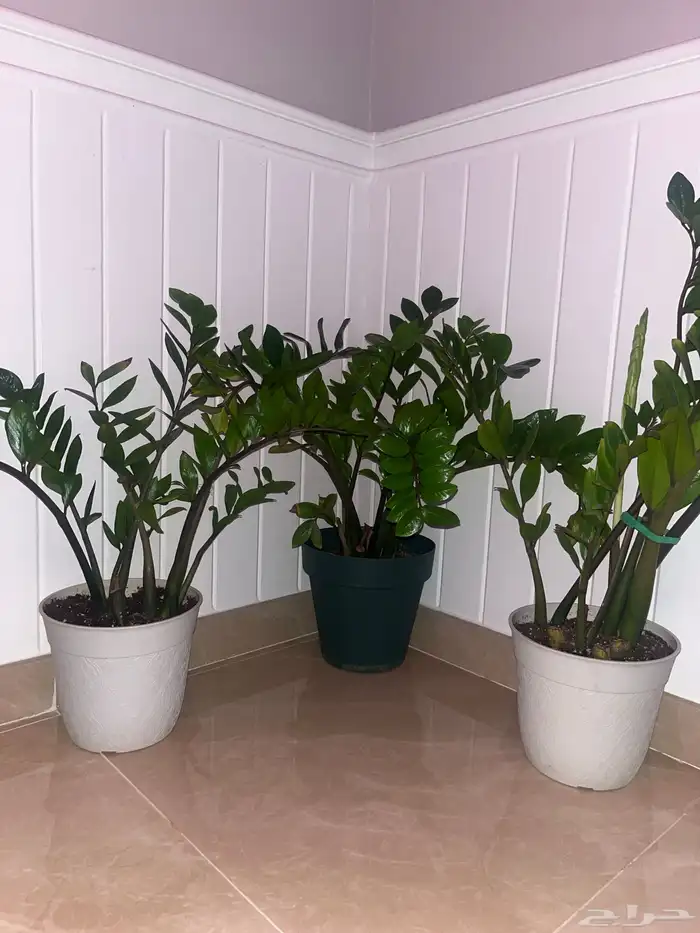 زرعة الزاميا الثلاثة ب خمسمائة ويال 0