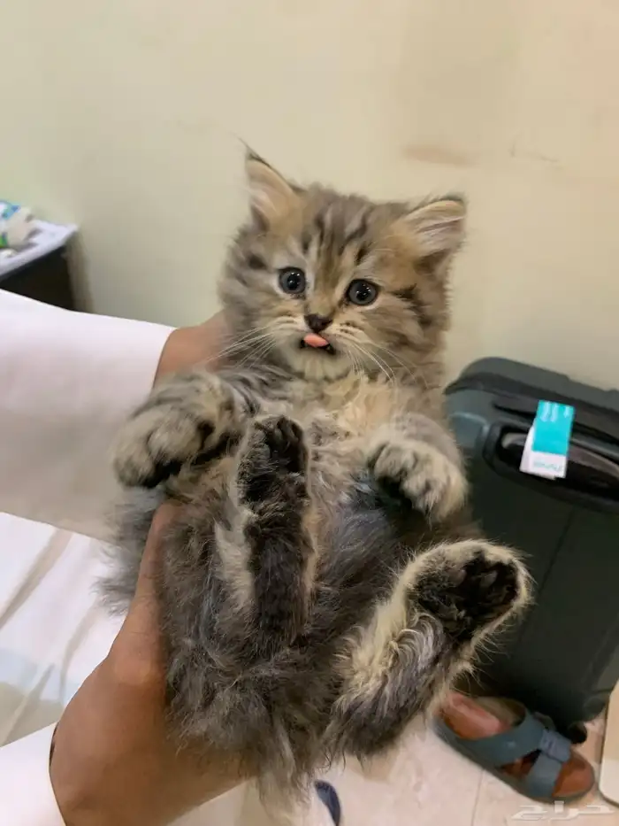 للبيع قطط كيتن 0