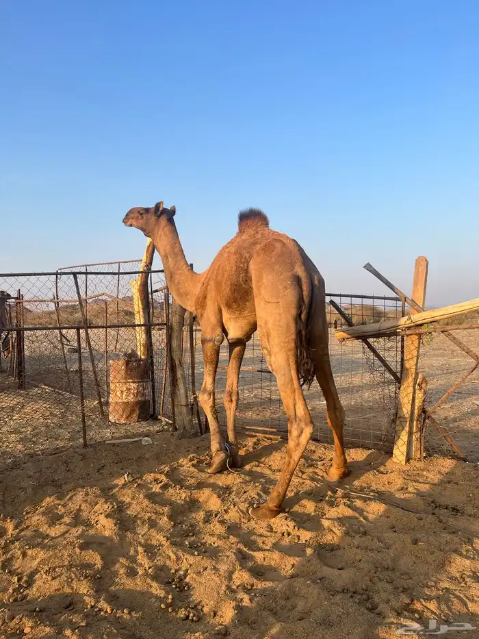 قعود فحل احمر طيب 16