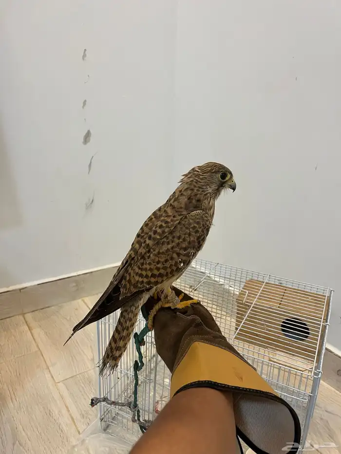 باشق فيه وحاشه حجمه ممتاز لتعرف علا مواصفات اكثر تواصل واتس 1