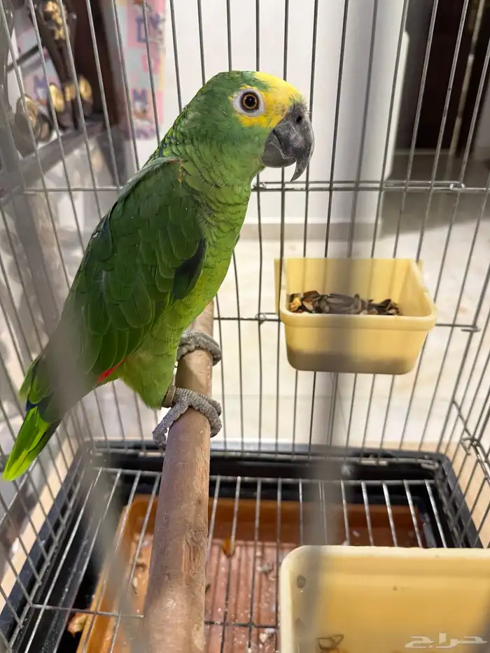 امازون بلوفرنتد 2